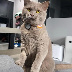 May include: A light brown cat with yellow eyes wearing an orange collar. The collar features a round black tag with the name ARCHIBALD and a rectangular orange tag with the text FLUFFY NOT FAT. The cat is sitting upright with its front paws raised.
