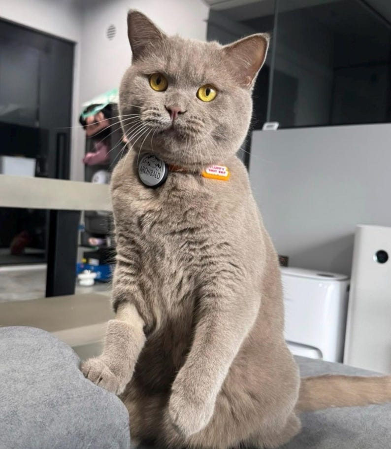 May include: A light brown cat with yellow eyes wearing an orange collar. The collar features a round black tag with the name ARCHIBALD and a rectangular orange tag with the text FLUFFY NOT FAT. The cat is sitting upright with its front paws raised.
