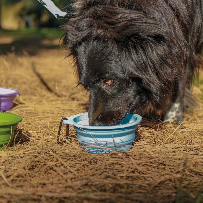 May include: A long-haired black dog drinks from a light blue collapsible silicone bowl. The bowl features a black metal carabiner attached to the rim. Two additional collapsible bowls in green and purple are visible in the background.