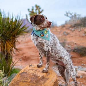 May include: A spotted dog with brown and white fur stands on a rock in a desert landscape. The dog wears a teal bandana with colorful patches. The background features desert plants and a cloudy sky.