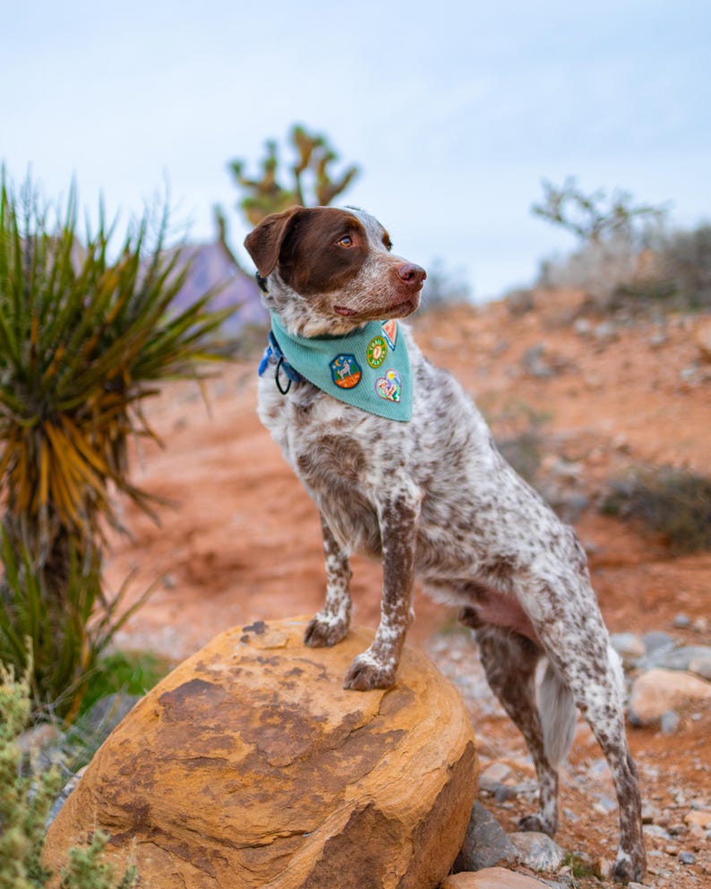 May include: A spotted dog with brown and white fur stands on a rock in a desert landscape. The dog wears a teal bandana with colorful patches. The background features desert plants and a cloudy sky.