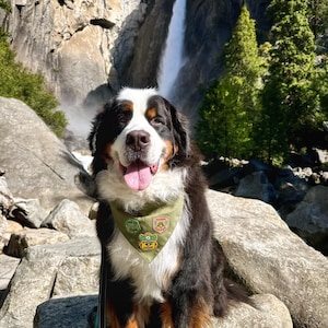 May include: A Bernese Mountain Dog with a green bandana sits on rocks in front of a waterfall. The dog has black, white, and brown fur and is wearing a bandana with patches. The background includes a waterfall, trees, and rocky terrain.