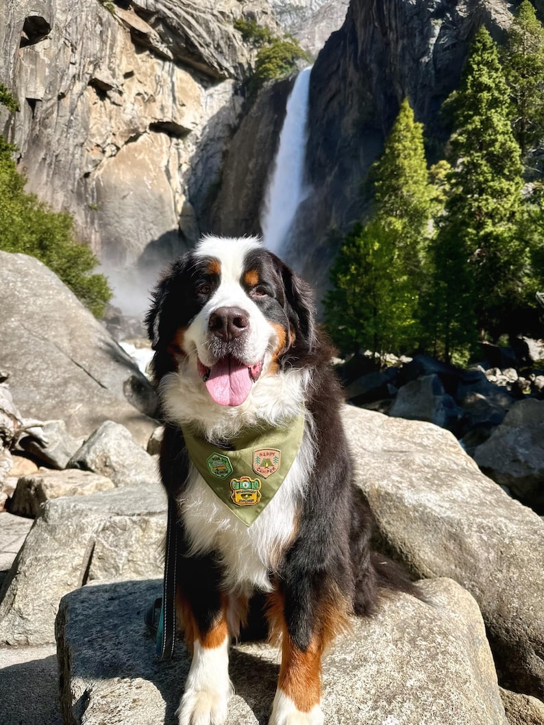 May include: A Bernese Mountain Dog with a green bandana sits on rocks in front of a waterfall. The dog has black, white, and brown fur and is wearing a bandana with patches. The background includes a waterfall, trees, and rocky terrain.