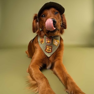 May include: A golden retriever wearing a green cap and bandana with patches. The dog is licking its nose. The bandana has the words "Snack Master" on it. The dog is lying down on a green surface.
