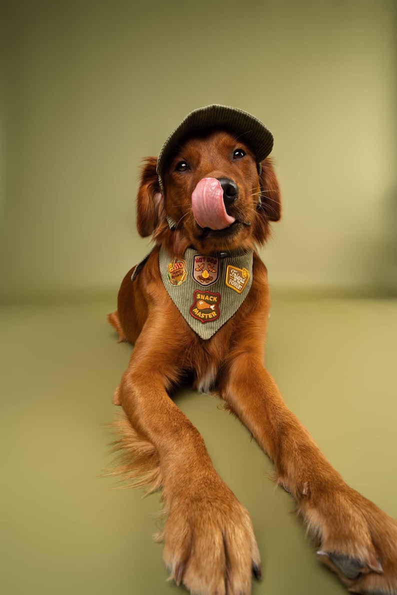 May include: A golden retriever wearing a green cap and bandana with patches. The dog is licking its nose. The bandana has the words "Snack Master" on it. The dog is lying down on a green surface.