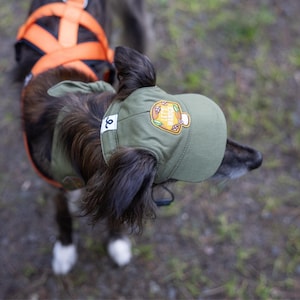 Puede incluir: Un gorro verde oliva para perro con visera curva y un parche que dice "LET'S WANDER". El gorro lo lleva un perro con pelo oscuro y patas blancas. Un arn&eacute;s naranja es visible en el fondo.