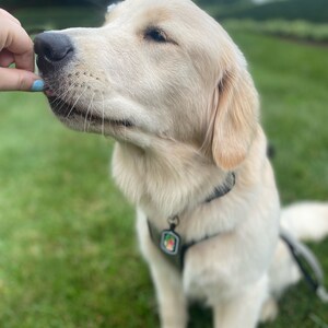 May include: A Golden Retriever puppy with light-colored fur is being offered a treat by a person. The dog is wearing a black collar and harness with a small tag. The background is a green lawn and trees under an overcast sky.