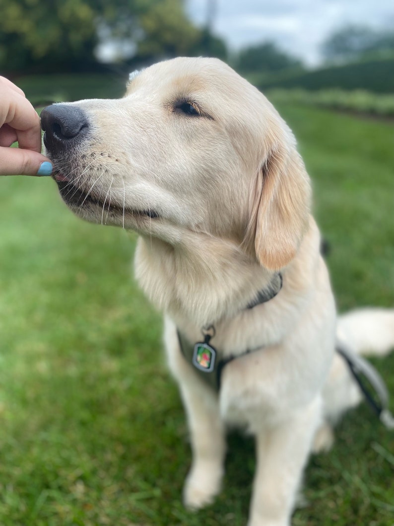 May include: A Golden Retriever puppy with light-colored fur is being offered a treat by a person. The dog is wearing a black collar and harness with a small tag. The background is a green lawn and trees under an overcast sky.