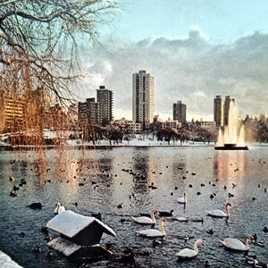 May include: A vintage photograph depicting a winter scene with a lake populated by swans and ducks. High-rise buildings are visible in the background, and a fountain sprays water. Bare trees and snow-covered banks enhance the winter atmosphere.