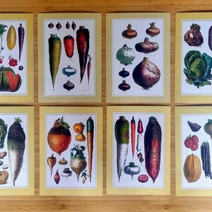 Vintage Botanical Vegetable Art Prints | 12 Piece Set | Kitchen Wall Decor | Farmhouse Style | Garden Print Collection