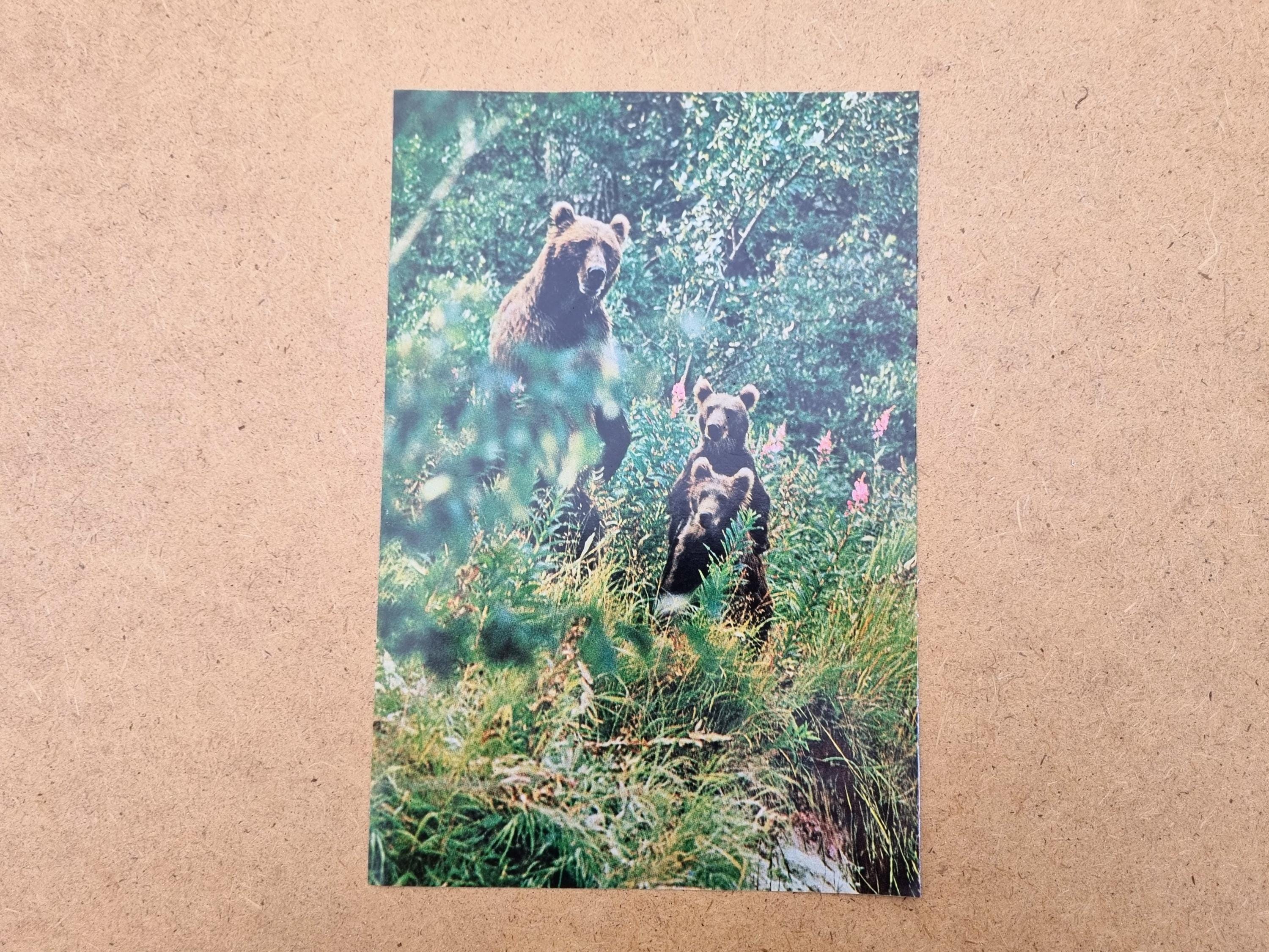1960s Alaska Bear Family Magazine Image Photo Print, Original 