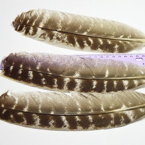 Natural Turkey Feather, FREE Shipping, Ethically Sourced, Heritage Breed Turkey, Turkey Wing Feathers, Clean and Sanitized, Ready-to-Use