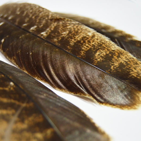 Natural Turkey Feather, FREE Shipping, Ethically Sourced, Heritage Breed Turkey, Turkey Wing Feathers, Clean and Sanitized, Ready-to-Use