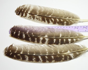 Natural Turkey Feather, FREE Shipping, Ethically Sourced, Heritage Breed Turkey, Turkey Wing Feathers, Clean and Sanitized, Ready-to-Use
