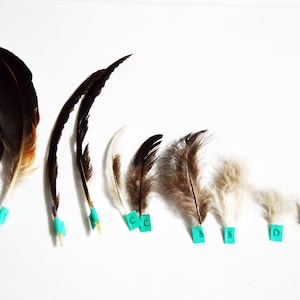 Set of Natural Feathers for Educational Purposes, Homeschool Unit on Feathers Resource,  Bird Unit Study Material