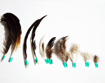 Set of Natural Feathers for Educational Purposes, FREE Shipping, Homeschool Unit on Feathers Resource,  Bird Unit Study Material