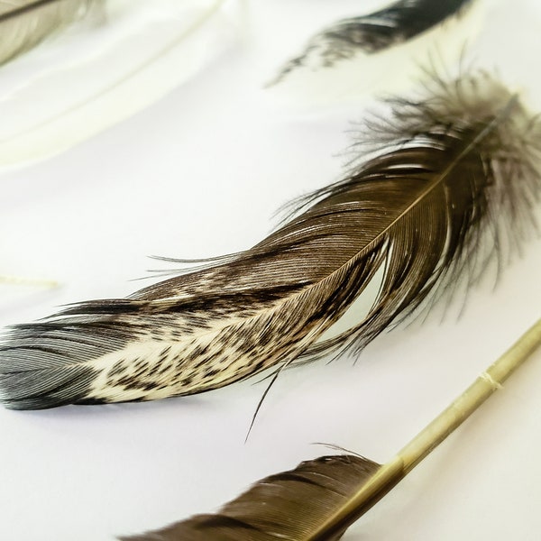 Set of 10 Natural Feathers - Random Selection - FREE Shipping