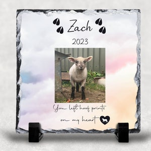 May include: A black slate photo memorial with a watercolor background. A photo of a white lamb is in the center. The text "Zach 2023" is at the top. The text "You left hoof prints on my heart" is at the bottom with a small lamb silhouette.