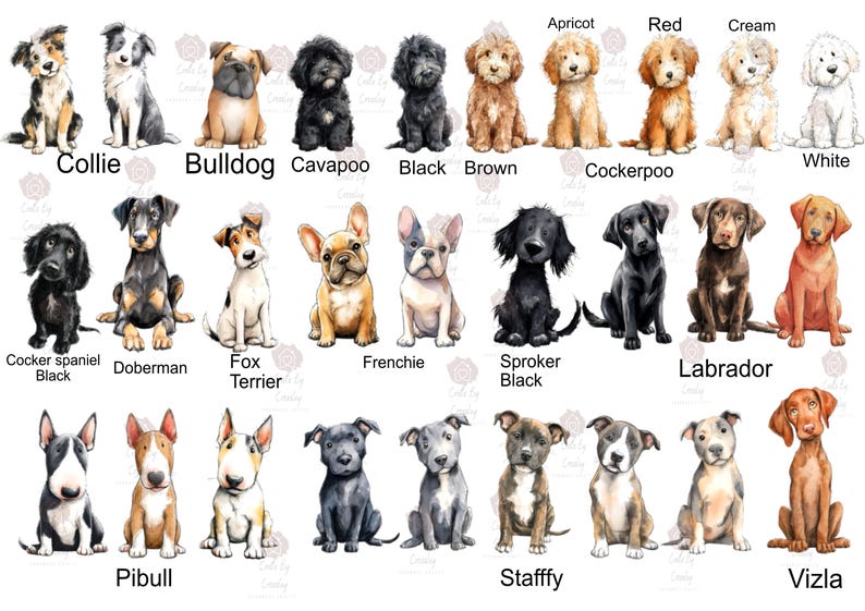 May include: Watercolor illustrations of various dog breeds, including Collie, Bulldog, Cavapoo, and Labrador. Each dog is depicted in a seated position, with a label indicating the breed name. The color palette includes black, brown, and cream.