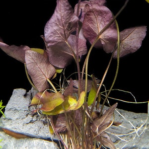 Dwarf Aquarium Lily | Plant with Bulb (Nymphaea stellata)