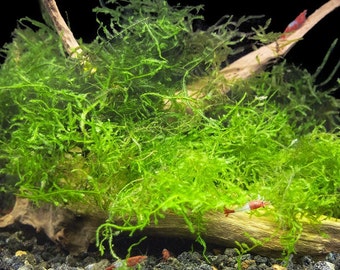 Java Moss, Loose portion