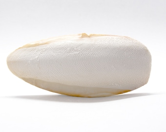 Cuttlebone | Natural Mineral Supplement