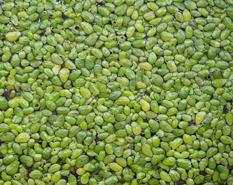 Duckweed (lemna minor), Live Floating Aquarium Plant -- Over 250+ pods!