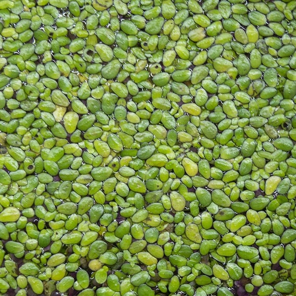 Duckweed (lemna minor), Live Floating Aquarium Plant -- Over 250+ pods!