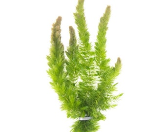 Hornwort (Ceratophyllum demersum) - 2 Bunches