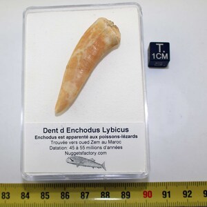 Prehistoric Enchodus Lybicus tooth in a box ( Morocco - 006 ** )