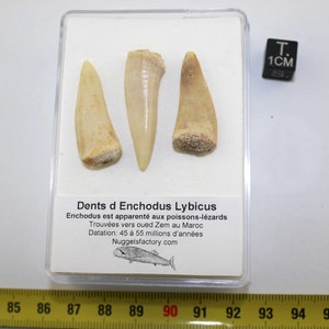 Lot of 3 prehistoric Enchodus Lybicus Tooth in a box (Morocco - 022 **)