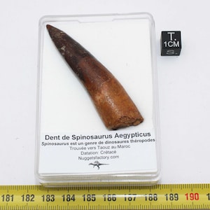 Op de afbeelding: Een gefossiliseerde Spinosaurus Aegypticus tand, tentoongesteld in een doorzichtige plastic behuizing. De tand is bruin en beige, met een punt. Een zwarte kubus met de tekst "1CM" staat naast de behuizing. Tekst op de behuizing luidt "Dent de Spinosaurus Aegypticus".