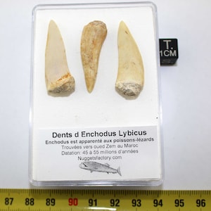 Lot of 3 prehistoric Enchodus Lybicus Tooth in a box (Morocco - 023 **)