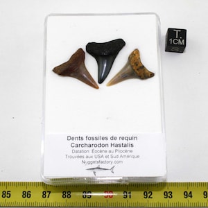Partia 3 skamieniałych zębów rekina Carcharodon Hastalis w pudełku (USA / SA - 073 **)