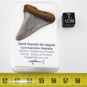 Skamieniały ząb rekina Carcharodon Hastalis w pudełku (Francja - 3,7 centymetra - 015**)