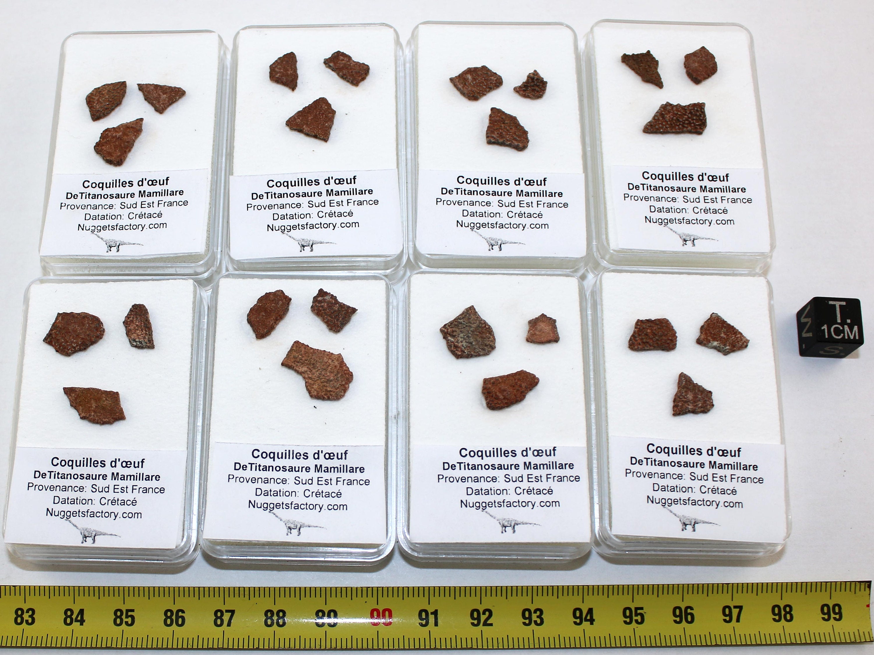 箱に入ったティタノサウルス・マミラレ恐竜の卵の殻化石（フランス