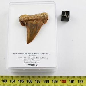 Puede incluir: Un diente de tiburón fosilizado de la especie Palaeocarcharodon Orientalis, encontrado cerca de Oued Zem en Marruecos. El diente es de color marrón y mide aproximadamente 1 cm de largo. El diente se muestra en una caja de plástico transparente con una etiqueta blanca que incluye información sobre el fósil.