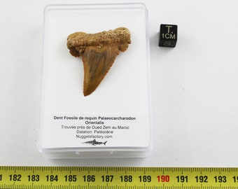 Fossil shark tooth Palaeocchararodon Orientalis in a box (Morocco - 4.8 centimeters - 047**)