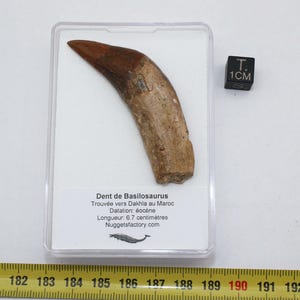 May include: A fossilized tooth of a Basilosaurus, a prehistoric whale, found near Dakhla in Morocco. The tooth is brown and measures 6.7 centimeters in length. The tooth is displayed in a clear plastic case with a white background.