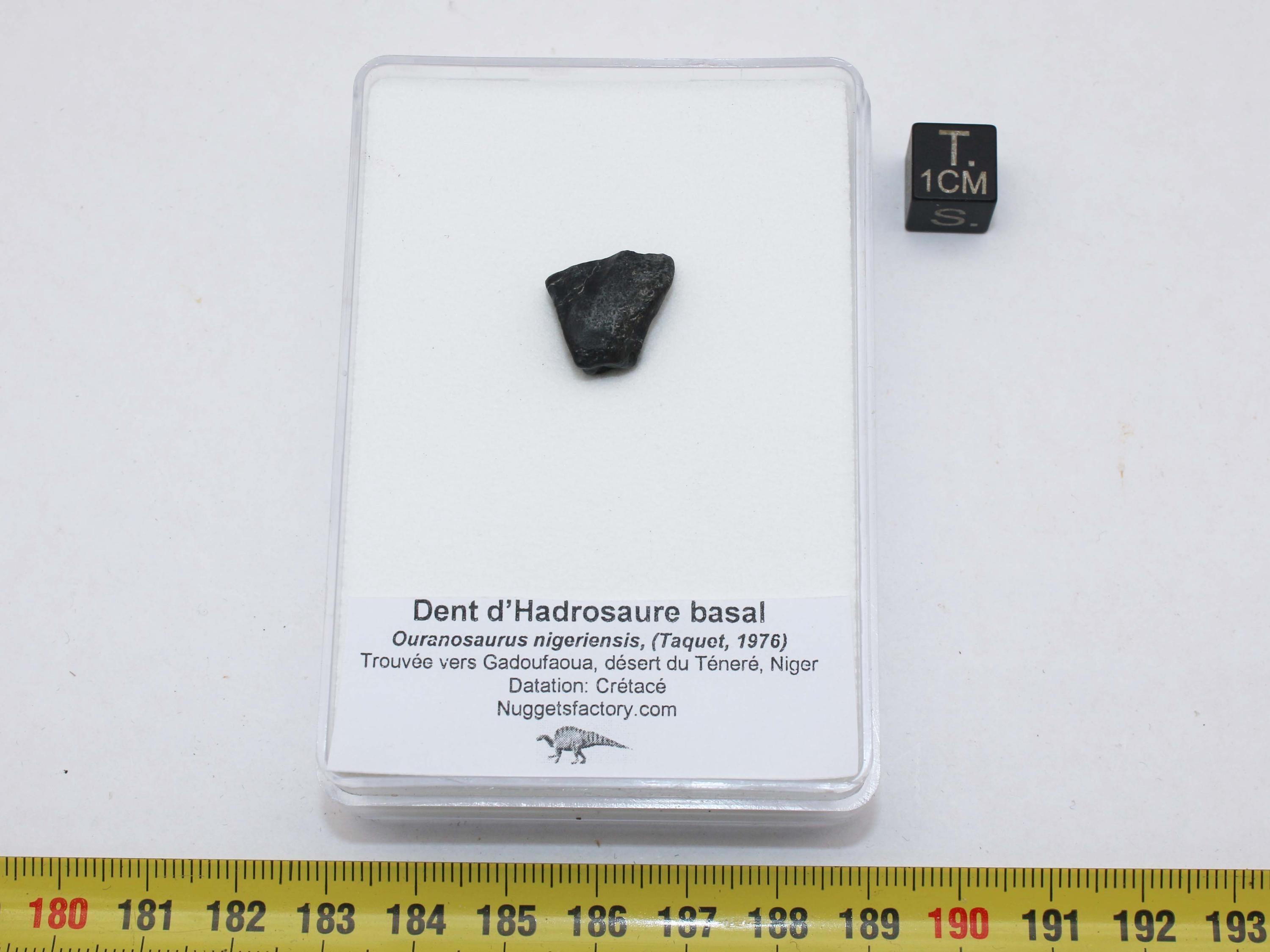 箱入りの基底ハドロサウルス類恐竜の歯オウラノサウルス（ニジェール 