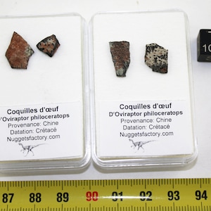 Fossil shells of Oviraptor dinosaur in a box (China **)