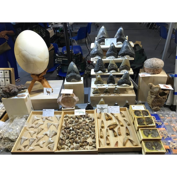 箱入りの基底ハドロサウルス類恐竜の歯オウラノサウルス（ニジェール 