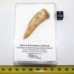Prehistoric Enchodus Lybicus tooth in a box ( Morocco - 014 ** )