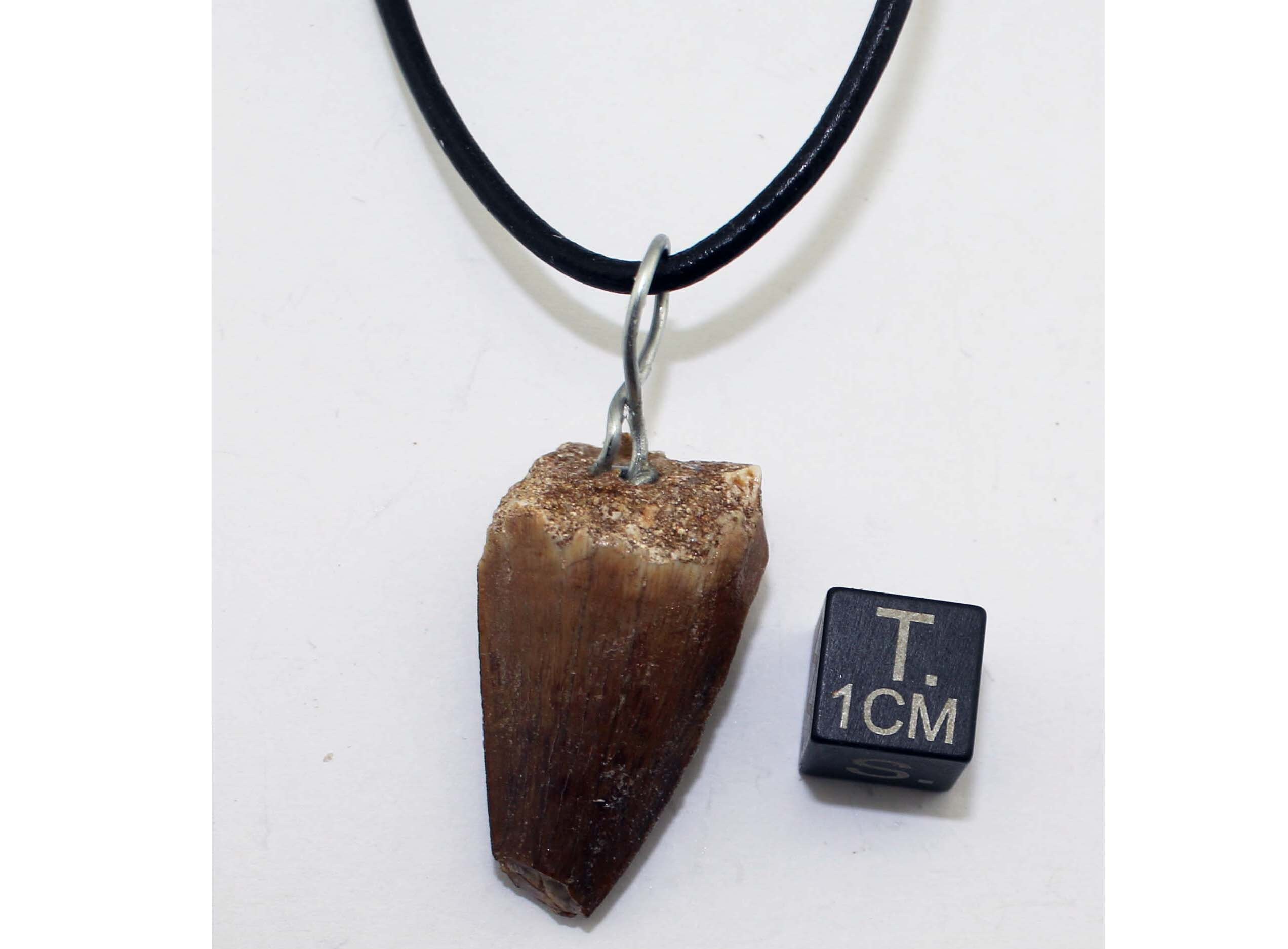 Raptor Tooth Pendant – Ancient Artifacts Shop