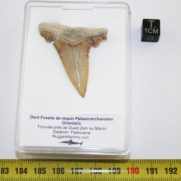 Fossil shark tooth Palaeocchararodon Orientalis in a box (Morocco - 4.8 centimeters - 046**)