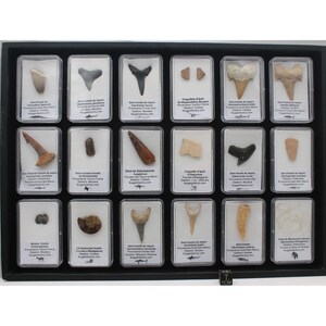 Peut inclure: Un présentoir noir contenant 18 boîtes en plastique transparent, chacune contenant un fossile. Les fossiles, dont des dents et des fragments d'os, varient en forme et en taille. Chaque boîte a une étiquette blanche avec du texte noir.