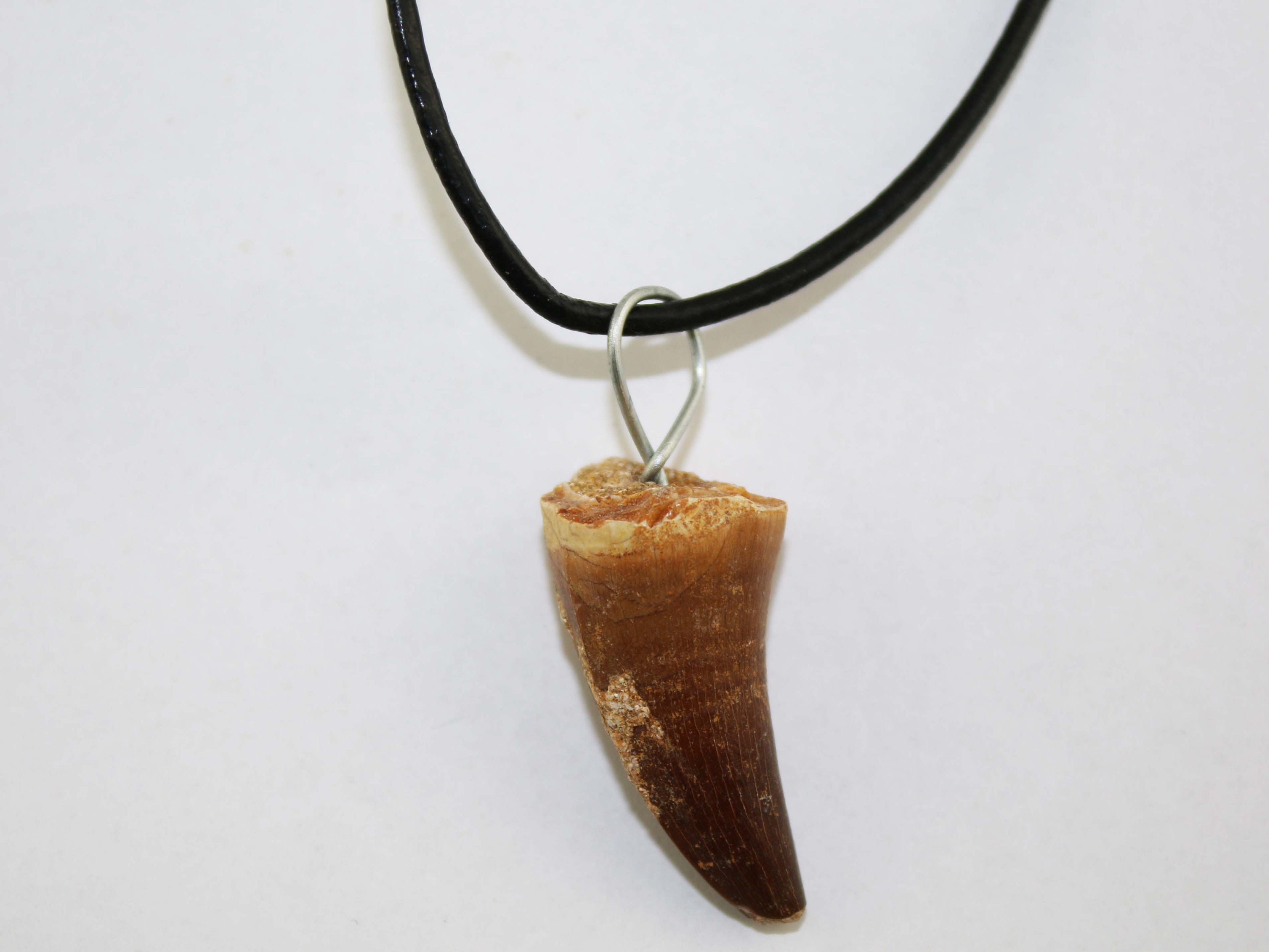 Mosasaur Tooth Pendant (08)