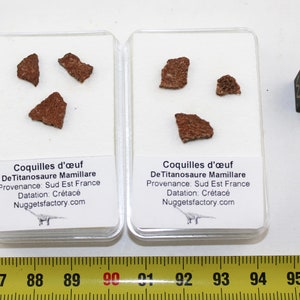 Titanosaurus Mamillare Dinosaurier-Fossil-Eierschalen in einer Box (Frankreich **)
