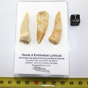 Lot of 3 prehistoric Enchodus Lybicus Tooth in a box (Morocco - 024 **)