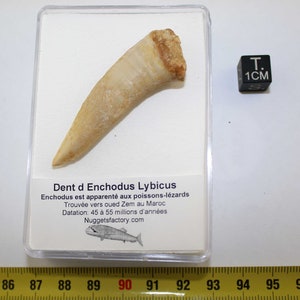 Prehistoric Enchodus Lybicus tooth in a box ( Morocco - 036 ** )